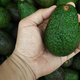Illustration for article titled Last Call: “Avocado Hand” is apparently a health threat